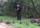 Its the raccoon pied piper!