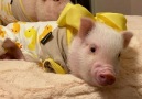 Its World today and we... - Priscilla the Mini Pig