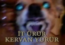 İT ÜRÜR KERVAN YÜRÜR....