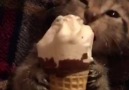 Ive never seen a cat eat an ice cream cone!