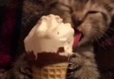 Ive never seen a cat enjoy ice cream this much