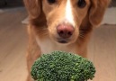 Ive never seen a dog so excited over broccoli before!