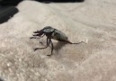 Ive never seen bugs throw hands before
