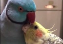 I wish someone loved me like these birds love each other
