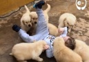 I would love to be attacked by these puppiesBy @gffkennel (goo.glVw6ZHT)