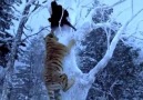 İzleyin gerçekten nefes kesici...Kaplanla adamın savaşı...