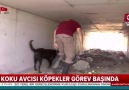 İz takip köpekleri böyle eğitiliyor