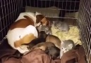 Jack Russell protects her foster kittens.