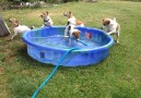 Jack Russell Terriers Play in Kiddie Pool