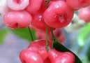 Jambo rosa-Türkçesi Gül elmaTropikal bir meyve türü.