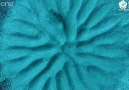 Japon Kirpi balığının sualtındaki muhteşem sanatı