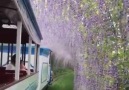 Japonya Ashikaga çiçek parkı içinden geçen trenin manzarası