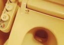Japonya&giden bir Türk&teknolojik tuvalet ile imtihanı D