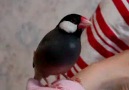 Java Sparrow