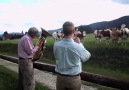 Jazz for Cows