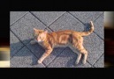 JazzMatiz - Hit the Road Jack