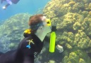 JcTrendy - SCUBA Cylinder Facebook