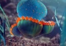 Jelly Fish Live. - World&Ocean&Click&