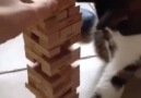 Jenga oynayan kedi :))