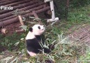 Je veux un panda cest tellement drle