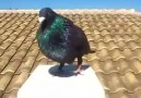 Jiennense Pigeon
