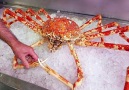 Job Chaiyarit - GIANT SPIDER CRAB Seafood feast