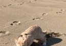 Jura playing on the beach.