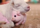 Just a baby goat cuddling his pig teddy Credit Santuario Igualdad