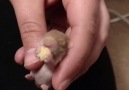 Just a baby hamster eating a pumpkin seed almost as big as him!