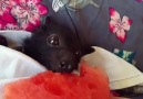 Just a bat enjoying his breakfast...