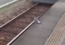 Just a bird taking the train.
