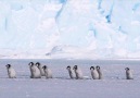 Just a bunch of baby penguins on a School trip @npcullen