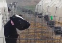 Just a calf trying to catch snowflakes with his tongue.