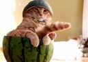 Just A Cat In A Watermelon