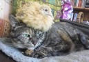 Just a chicken sitting on a cat's head!