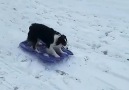 Just a clever doggo taking herself sledding