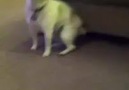 Just a dog dancing!