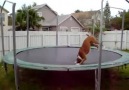 Just a Dog On a Trampoline!