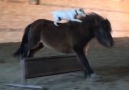 Just a dog riding his horse...