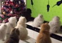 Just a family of cats enjoying some TV ViralHog