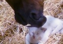 Just a horse and a cat becoming BEST FRIENDS