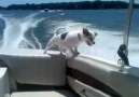 Just a little Dog falling off a boat
