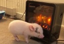 Just a little pig relaxing in front of the fire