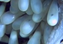 Just a month after mating a female octopus can lay as many as 100000 eggs.