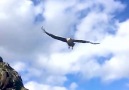 Just an eagle catching a fish in slo-mo