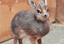 Just an orphaned Dik-Dik being bottle fed.. That nose wiggle!
