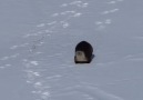 Just an otter belly sliding through the snow...