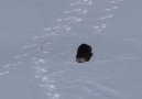 Just an otter enjoying the snow