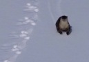 Just an otter having the time of his life on the snow