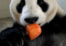 Just a panda enjoying his popsicle.